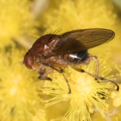 Lauxaniidae (family) at Melba, ACT - 3 Sep 2024 01:09 PM