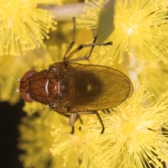 Lauxaniidae (family) at Melba, ACT - 3 Sep 2024 01:09 PM