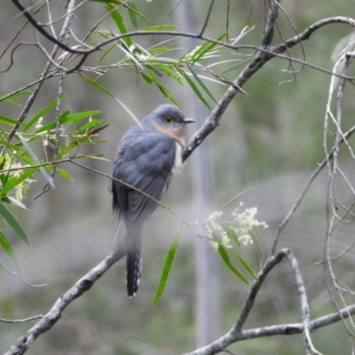 Cacomantis flabelliformis (Fan-tailed Cuckoo) at Oakdale, NSW - 5 Sep 2024 by bufferzone