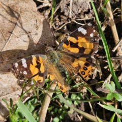 Vanessa kershawi (Australian Painted Lady) at Braidwood, NSW - 5 Sep 2024 by MatthewFrawley