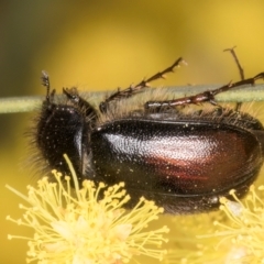 Heteronyx sp. (genus) (Scarab beetle) at Melba, ACT - 3 Sep 2024 by kasiaaus