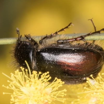 Heteronyx dimidiatus (Dimidiatus scarab beetle) at Melba, ACT - 3 Sep 2024 by kasiaaus