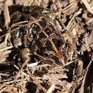 Limnodynastes tasmaniensis at Braidwood, NSW - 5 Sep 2024 08:51 AM