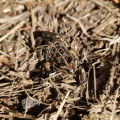 Limnodynastes tasmaniensis at Braidwood, NSW - 5 Sep 2024