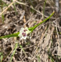 Wurmbea dioica subsp. dioica (Early Nancy) at Kambah, ACT - 4 Sep 2024 by Shazw