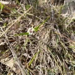 Wurmbea dioica subsp. dioica at Kambah, ACT - suppressed