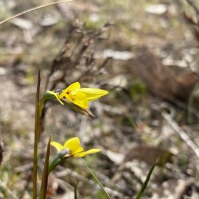 Diuris chryseopsis (Golden Moth) at Kambah, ACT - 5 Sep 2024 by Shazw