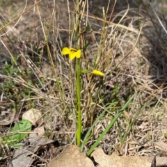 Diuris chryseopsis at Kambah, ACT - suppressed