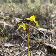 Diuris chryseopsis at Kambah, ACT - suppressed