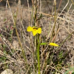 Diuris chryseopsis at Kambah, ACT - suppressed