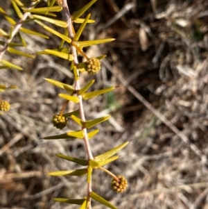 Acacia ulicifolia at Theodore, ACT - 27 Jul 2024 10:50 AM