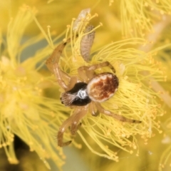 Backobourkia sp. (genus) at Flynn, ACT - 3 Sep 2024 by kasiaaus