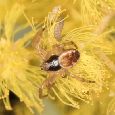 Backobourkia sp. (genus) at Flynn, ACT - 3 Sep 2024 by kasiaaus