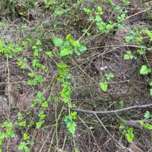 Rubus parvifolius at Wallaroo, NSW - 5 Sep 2024