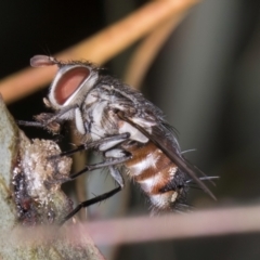 Tachinidae (family) (Unidentified Bristle fly) at Flynn, ACT - 3 Sep 2024 by kasiaaus