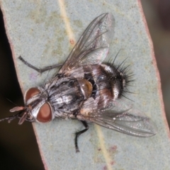 Tachinidae (family) at Flynn, ACT - 3 Sep 2024 01:24 PM