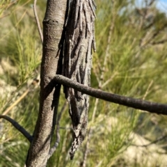 Metura elongatus (Saunders' case moth) at Googong, NSW - 5 Sep 2024 by Wandiyali