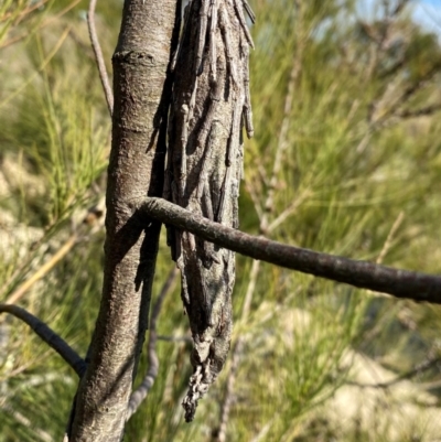 Metura elongatus (Saunders' case moth) at Googong, NSW - 5 Sep 2024 by Wandiyali