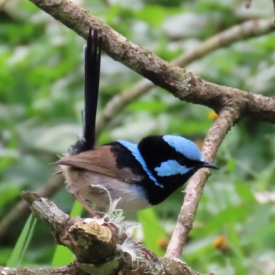 Malurus cyaneus (Superb Fairywren) at Kangaroo Valley, NSW - 5 Sep 2024 by lbradley