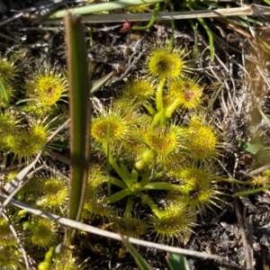 Drosera gunniana at Kambah, ACT - suppressed