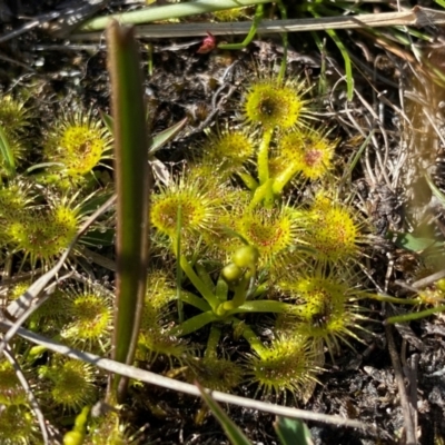 Drosera gunniana (Pale Sundew) at Kambah, ACT - 5 Sep 2024 by Shazw