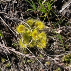 Drosera gunniana at Kambah, ACT - suppressed