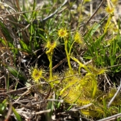 Drosera gunniana at Kambah, ACT - suppressed