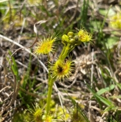 Drosera gunniana at Kambah, ACT - suppressed