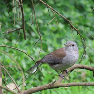 Colluricincla harmonica (Grey Shrikethrush) at Kangaroo Valley, NSW - 5 Sep 2024 by lbradley