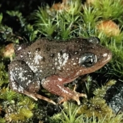 Anstisia alba (White-bellied Frog, Creek Frog) by MichaelBedingfield