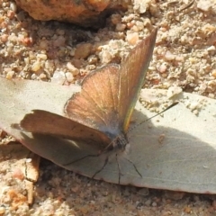 Erina acasta (Blotched Dusky-blue) at Tharwa, ACT - 4 Sep 2024 by JohnBundock