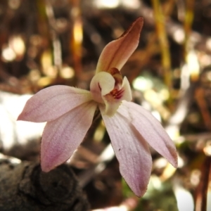 Caladenia fuscata at Tharwa, ACT - suppressed