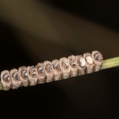 Unidentified Insect at Flynn, ACT - 3 Sep 2024 by kasiaaus