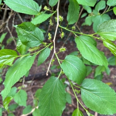 Morus sp. (genus) (Mulberry) at Kangaroo Valley, NSW - 5 Sep 2024 by lbradley