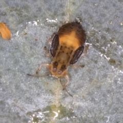 Glycaspis sp. (genus) (Unidentified sugary lerp) at Melba, ACT - 3 Sep 2024 by kasiaaus