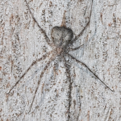 Tamopsis eucalypti (A two-tailed spider) at Melba, ACT - 3 Sep 2024 by kasiaaus