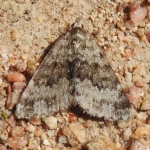 Dichromodes disputata at Tharwa, ACT - 4 Sep 2024 12:11 PM