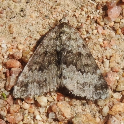 Dichromodes disputata (Scaled Heath Moth) at Tharwa, ACT - 4 Sep 2024 by JohnBundock