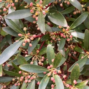 Tasmannia lanceolata at Harolds Cross, NSW - 4 Sep 2024