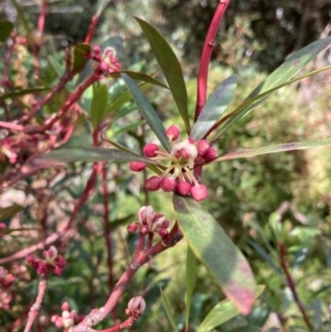 Tasmannia lanceolata at Harolds Cross, NSW - 4 Sep 2024