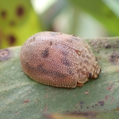 Paropsis atomaria (Eucalyptus leaf beetle) at Harolds Cross, NSW - 4 Sep 2024 by AnneG1