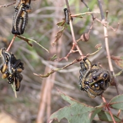 Perginae sp. (subfamily) (Unidentified pergine sawfly) at Harolds Cross, NSW - 4 Sep 2024 by AnneG1