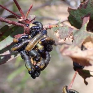 Perginae sp. (subfamily) at Harolds Cross, NSW - 4 Sep 2024