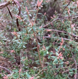 Acrotriche leucocarpa at Harolds Cross, NSW - 4 Sep 2024