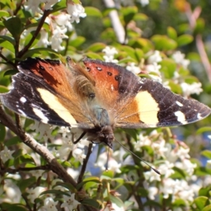 Vanessa itea at Harolds Cross, NSW - 4 Sep 2024 12:27 PM