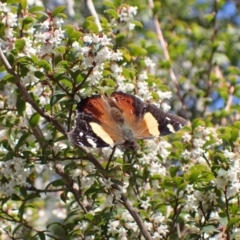 Vanessa itea at Harolds Cross, NSW - 4 Sep 2024