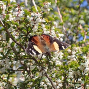 Vanessa itea at Harolds Cross, NSW - 4 Sep 2024 12:27 PM