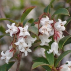 Leucopogon gelidus at Harolds Cross, NSW - 4 Sep 2024 by AnneG1