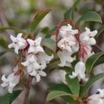 Leucopogon gelidus at Harolds Cross, NSW - 4 Sep 2024 by AnneG1