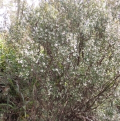 Leucopogon gelidus at Harolds Cross, NSW - 4 Sep 2024 11:57 AM